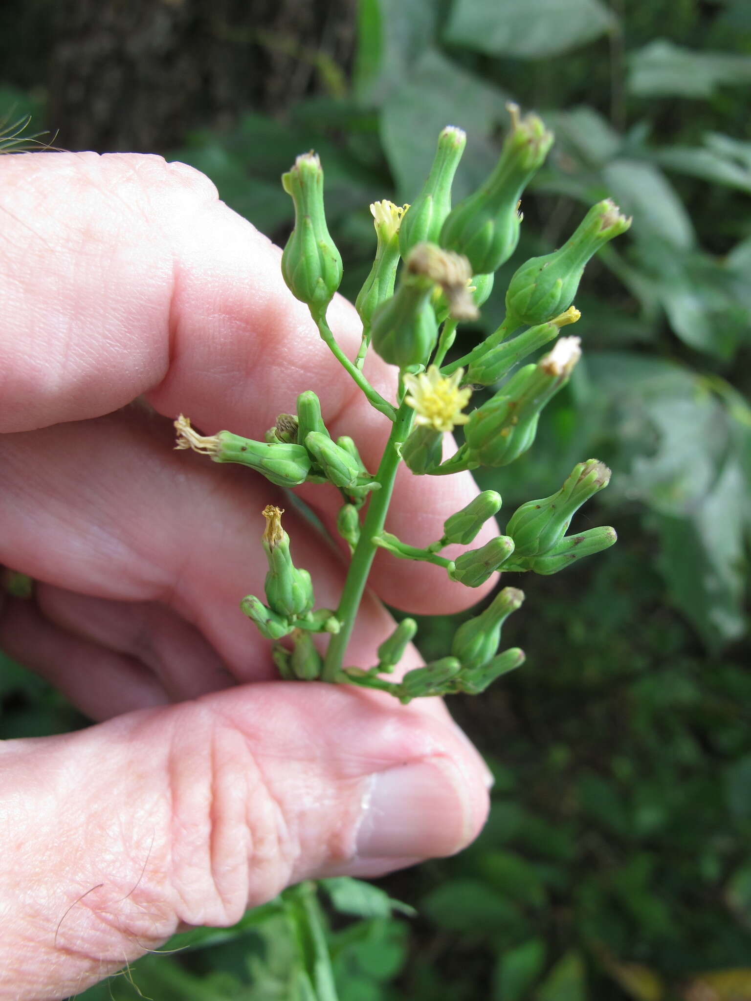 Image of hairy lettuce