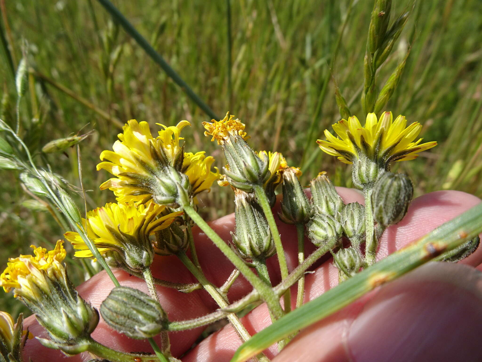 Image of beaked hawksbeard