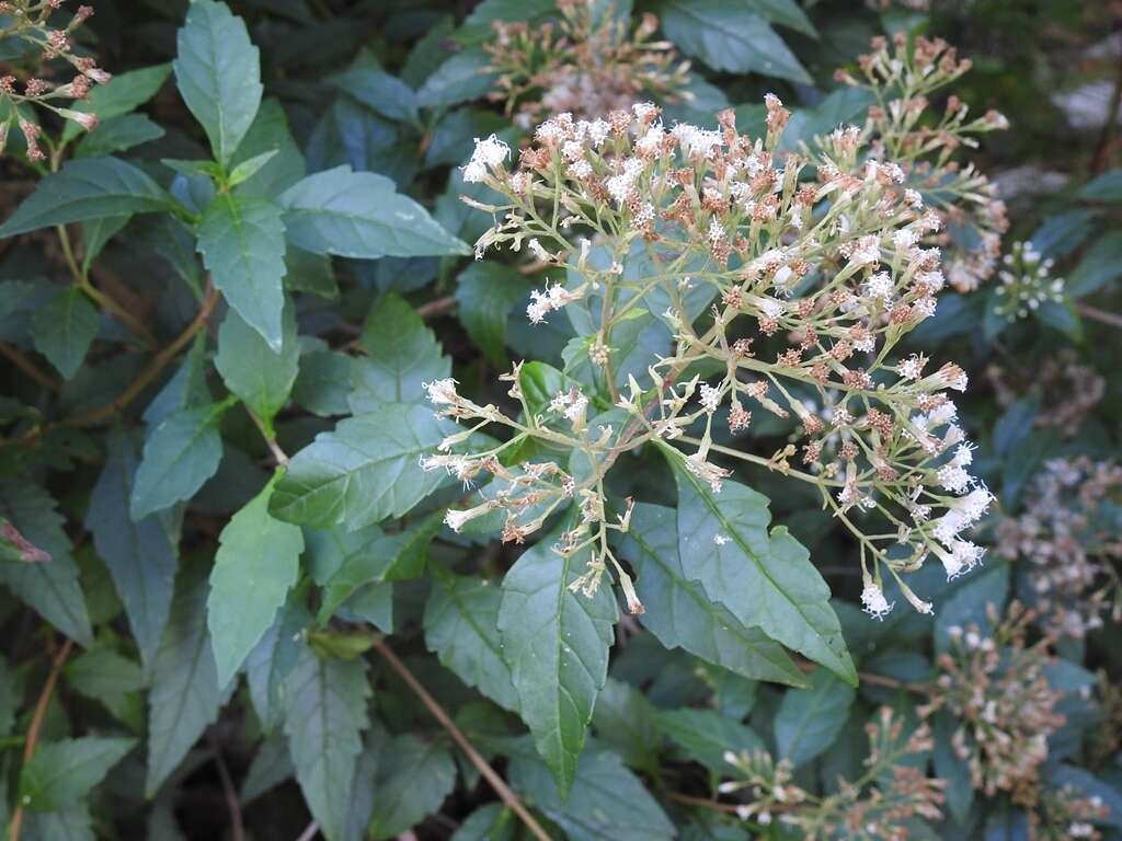 Image of Ageratina ligustrina (DC.) R. King & H. Rob.