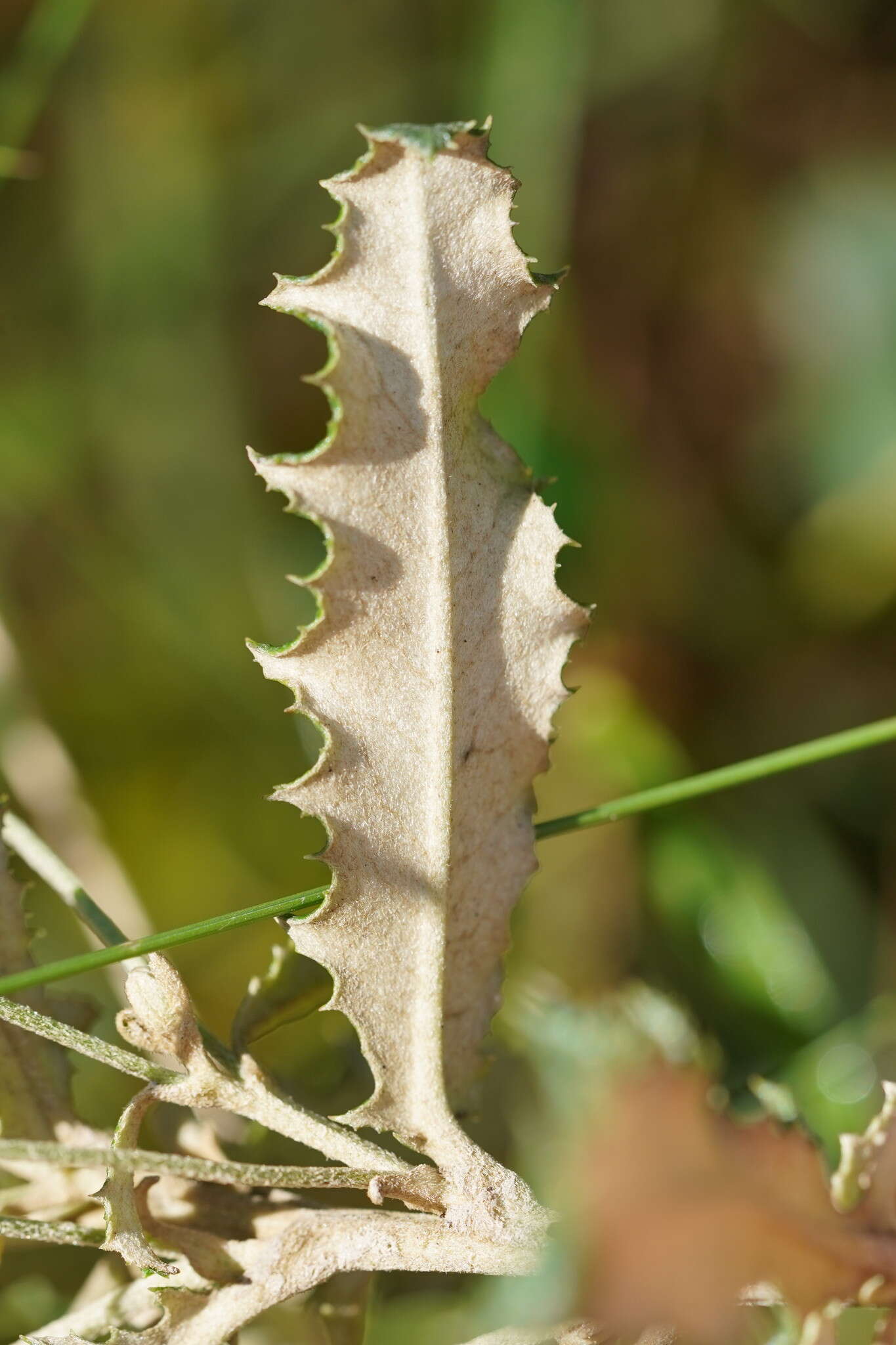 Image of Moth Daisy-bush