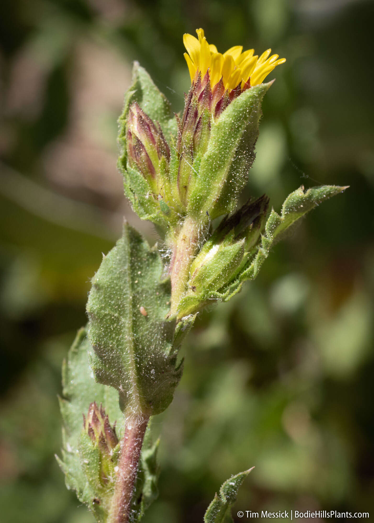 Image of Whitney's bristleweed