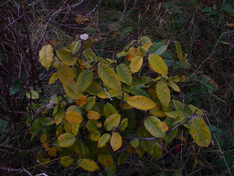 Слика од <i>Elaeagnus</i> × <i>ebbingei</i>