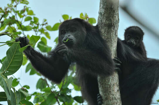 Image of Black Howling Monkey