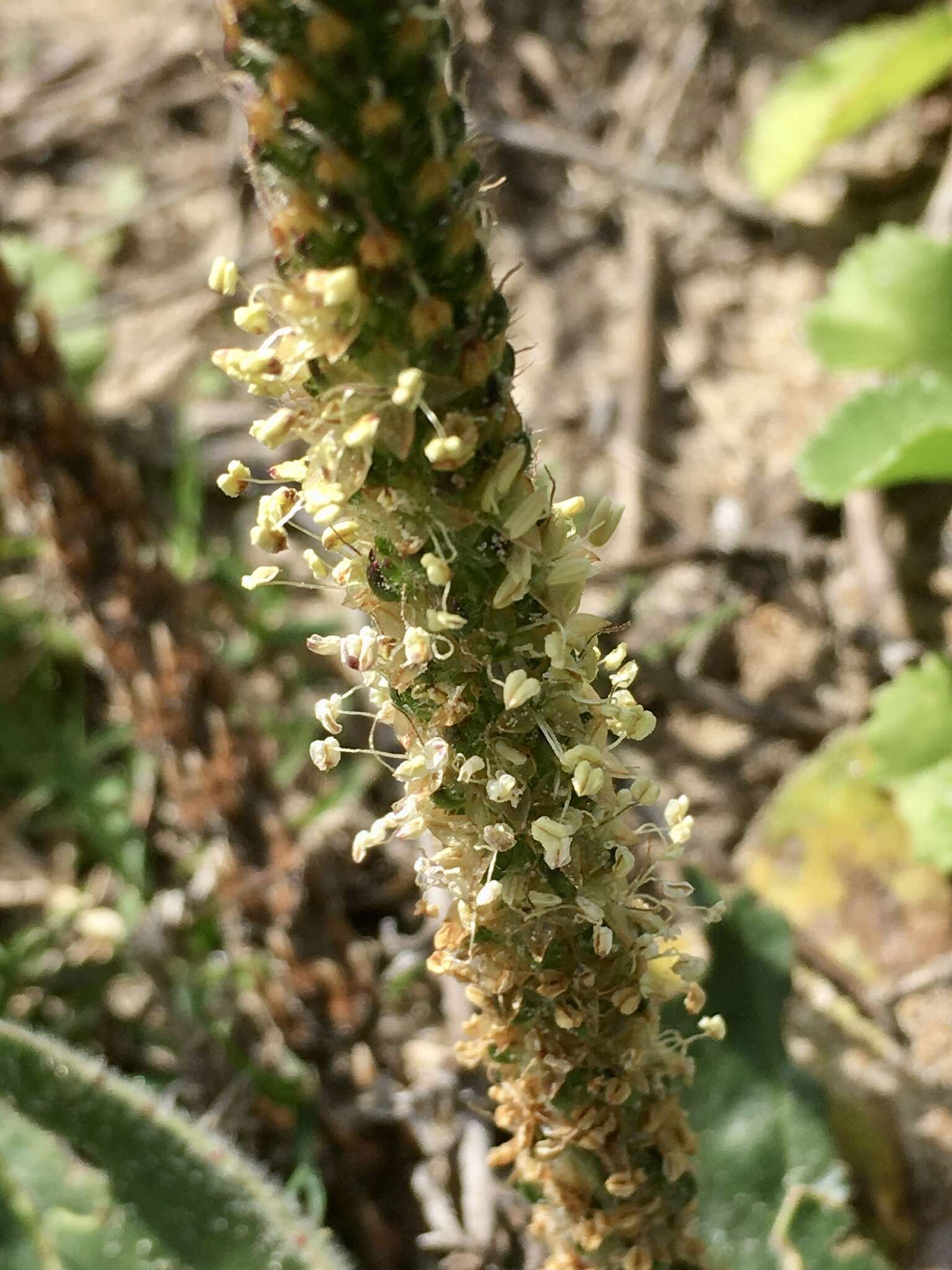 Image of Plantago tomentosa Lam.