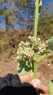 صورة Marsdenia mexicana Decne.