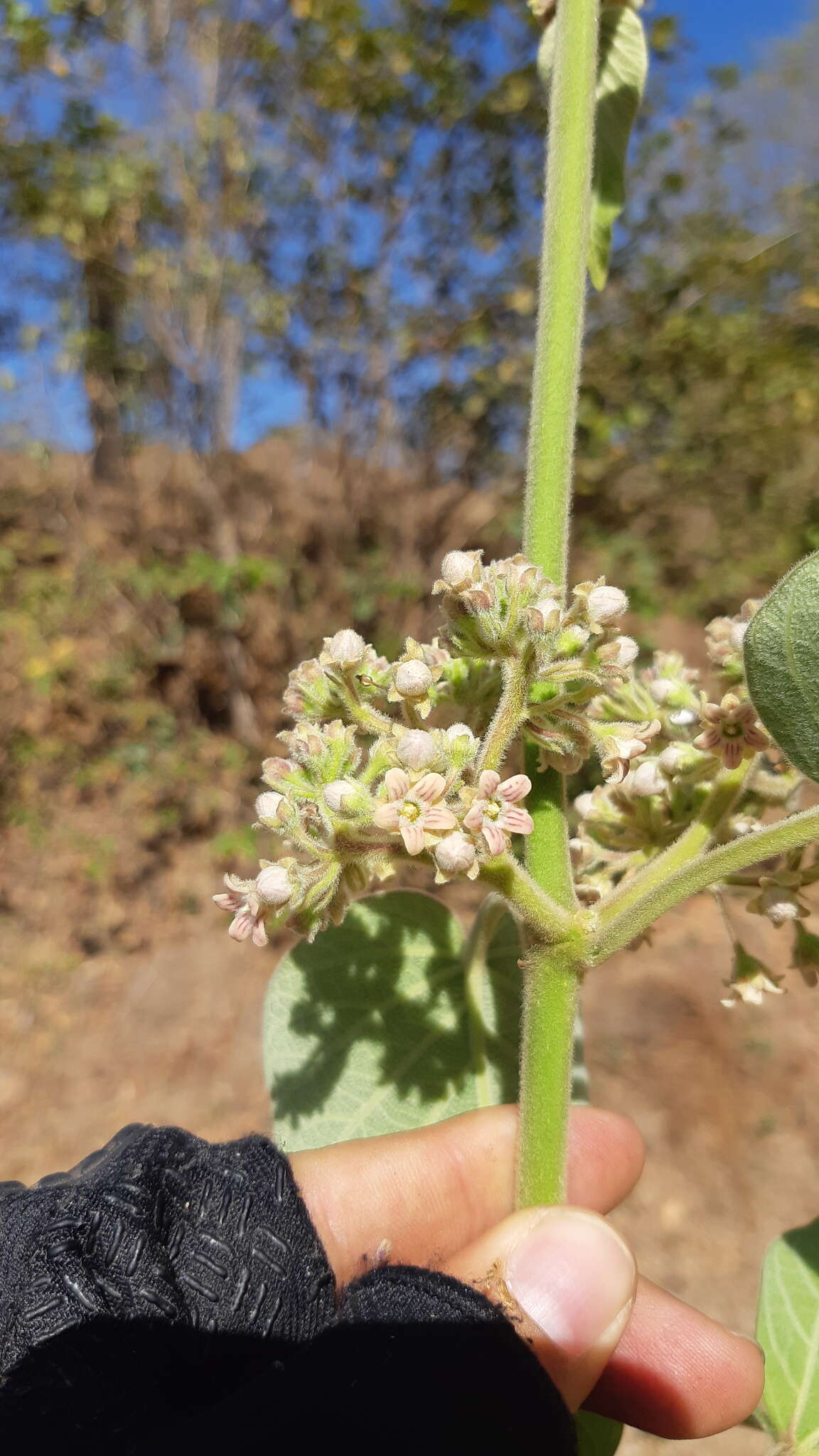 صورة Marsdenia mexicana Decne.