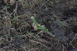 Imagem de Crinum campanulatum Herb.