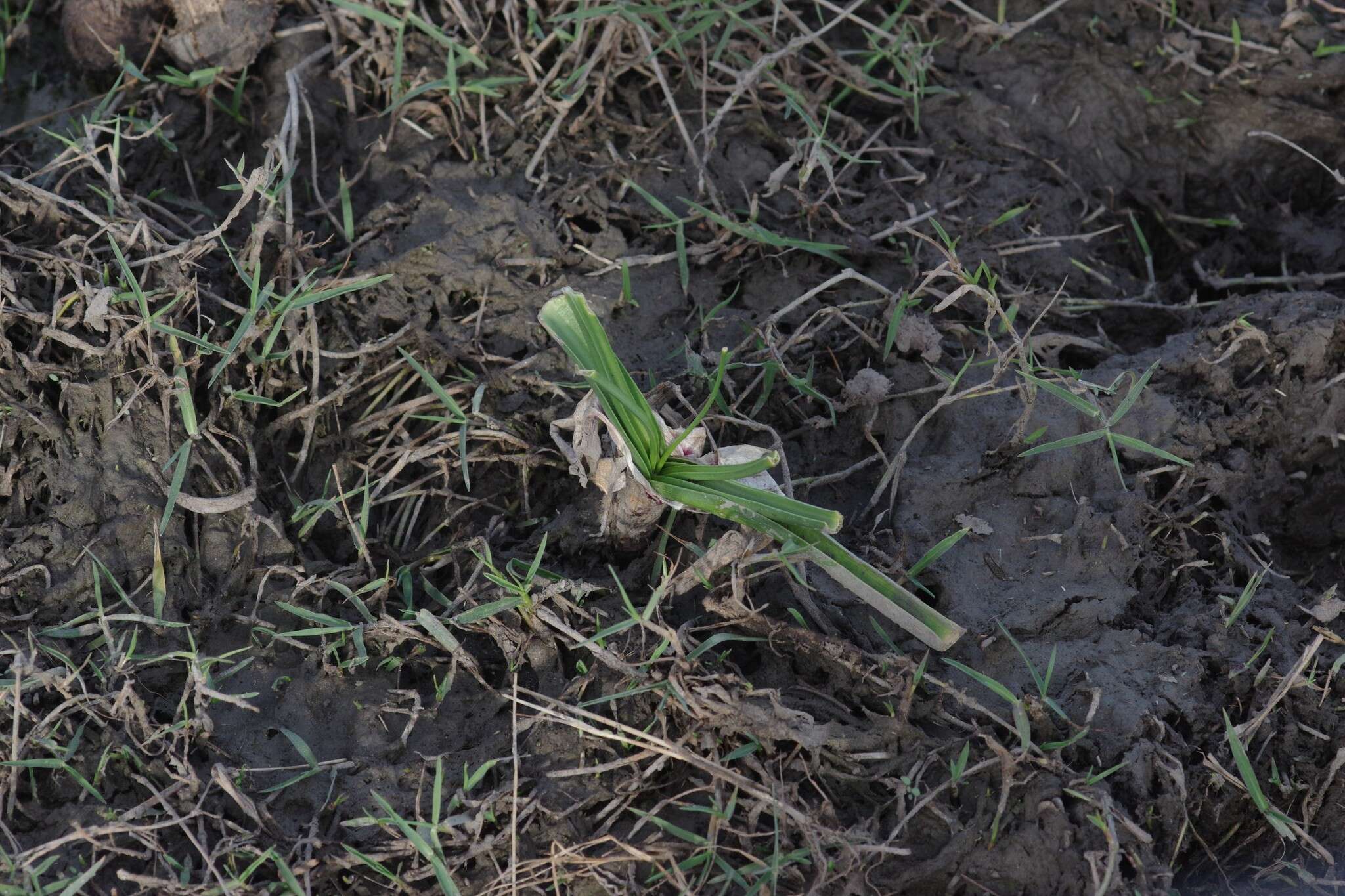 Imagem de Crinum campanulatum Herb.