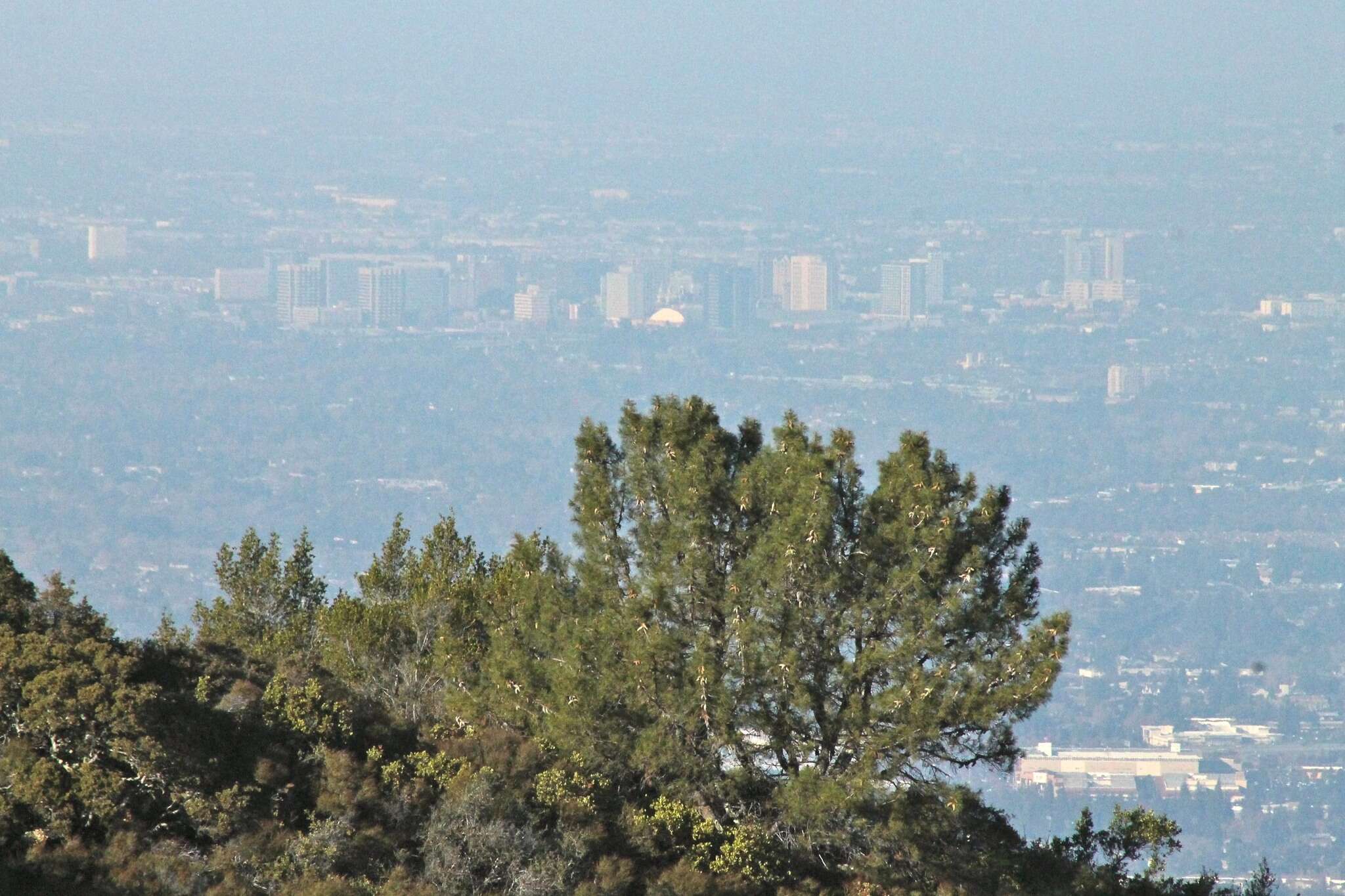 Imagem de Pinus attenuata Lemmon