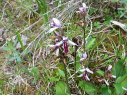 Image of Galearis rotundifolia f. lineata