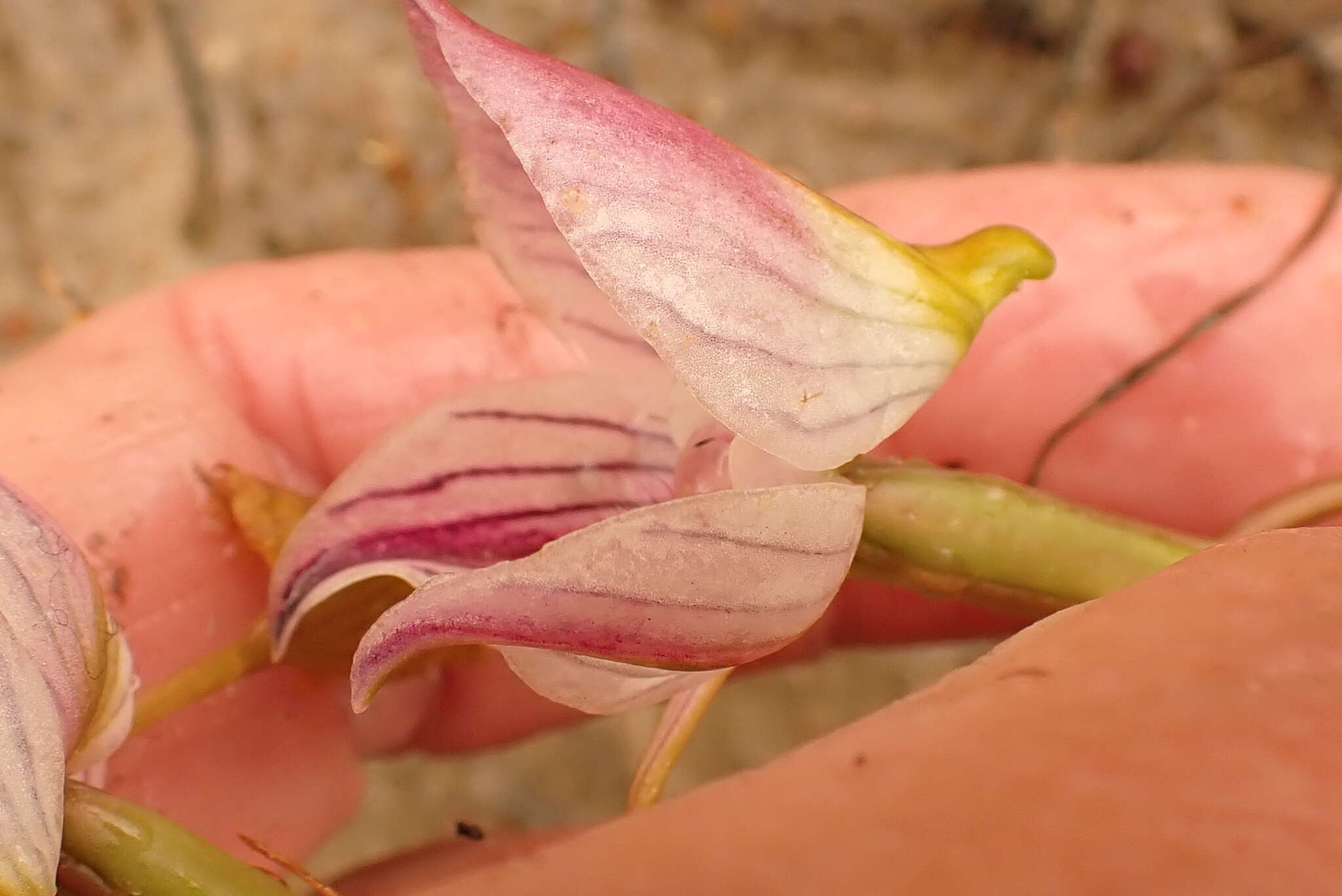 Disa spathulata subsp. tripartita (Lindl.) H. P. Linder resmi