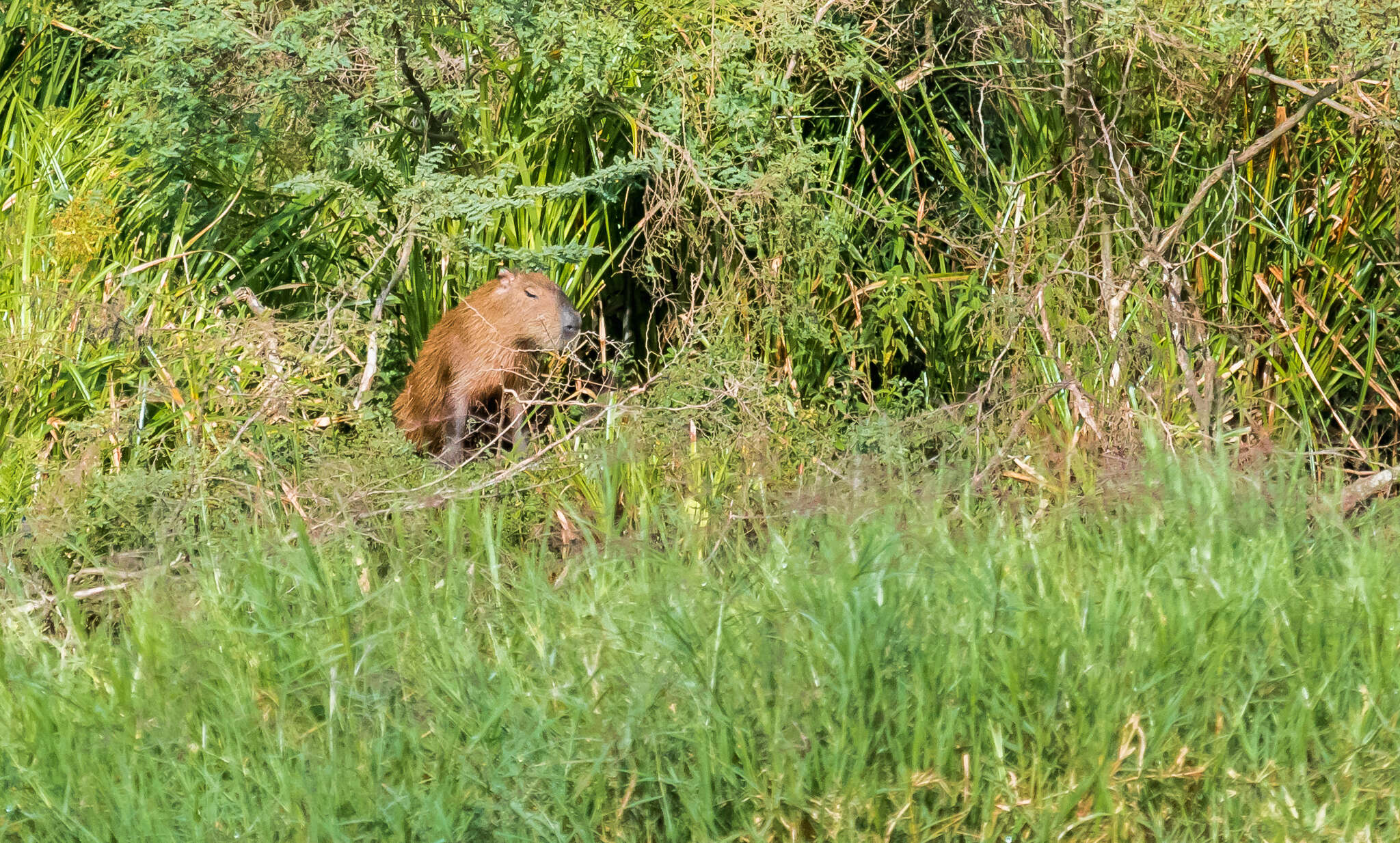 Image of Lesser Capybara