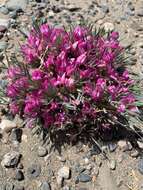 Image of Oxytropis aciphylla Ledeb.