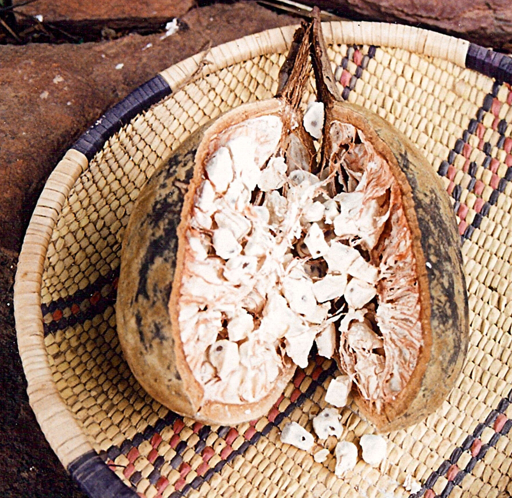 Image of African Baobab