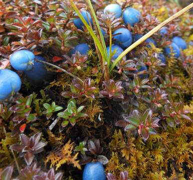 Plancia ëd Gaultheria trichophylla Royle