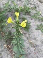 Image of evening primrose