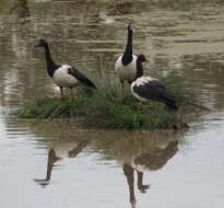 Image of magpie-goose