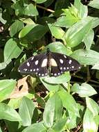 Image de Papilio jacksoni Sharpe 1891