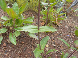 Image of serrulate penstemon