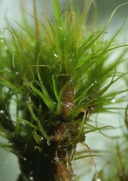 Image of dicranum moss