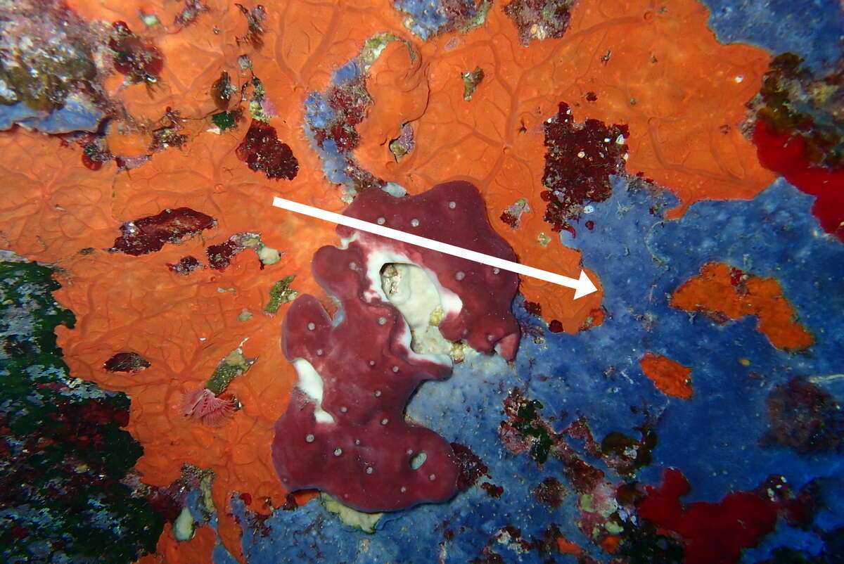 Image of bluish encrusting sponge