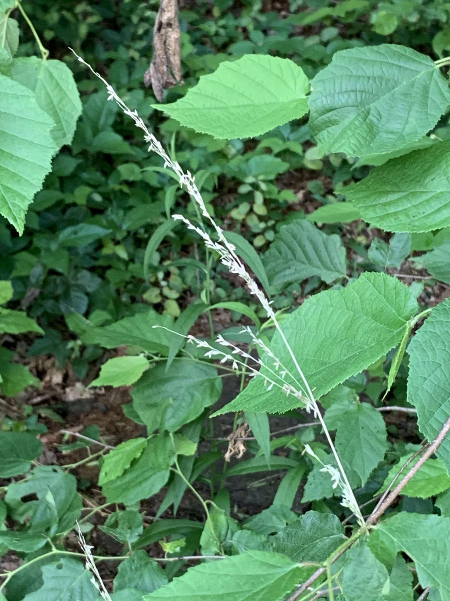 Imagem de Sphenopholis nitida (Biehler) Scribn.