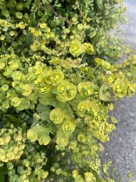 Sivun Euphorbia amygdaloides subsp. robbiae (Turrill) Stace kuva