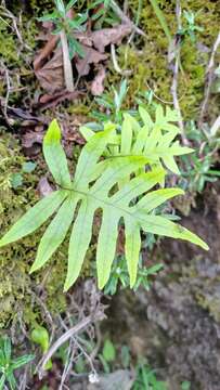 Image of Selliguea echinospora (Tag.) Fraser-Jenk.