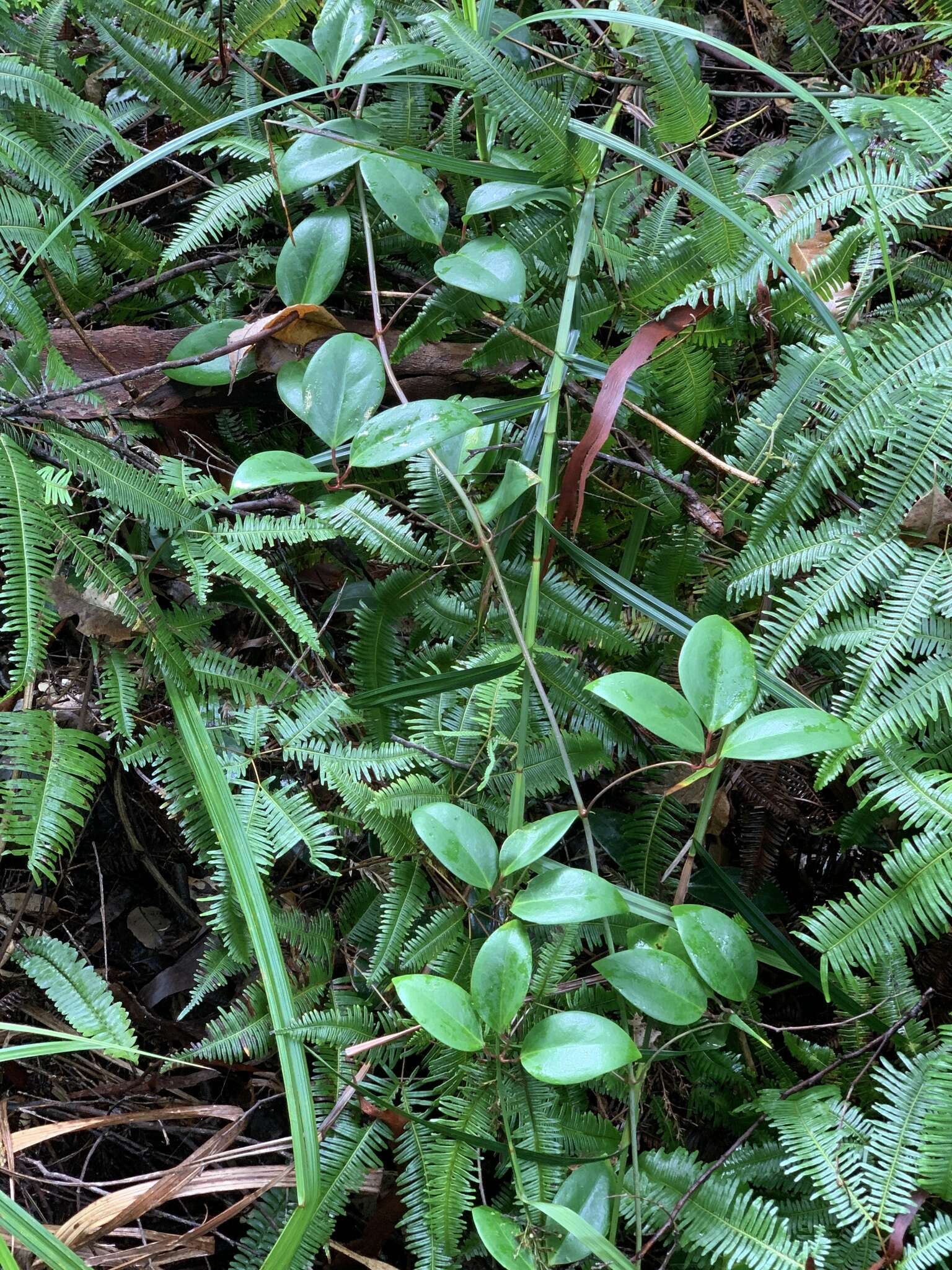 Image of Clematis crassifolia Benth.