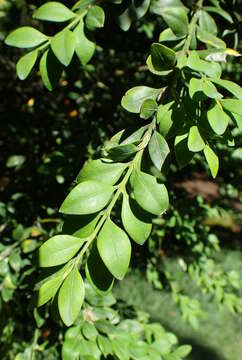 Image of Boxwood