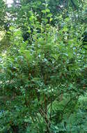 Image of cherry silverberry