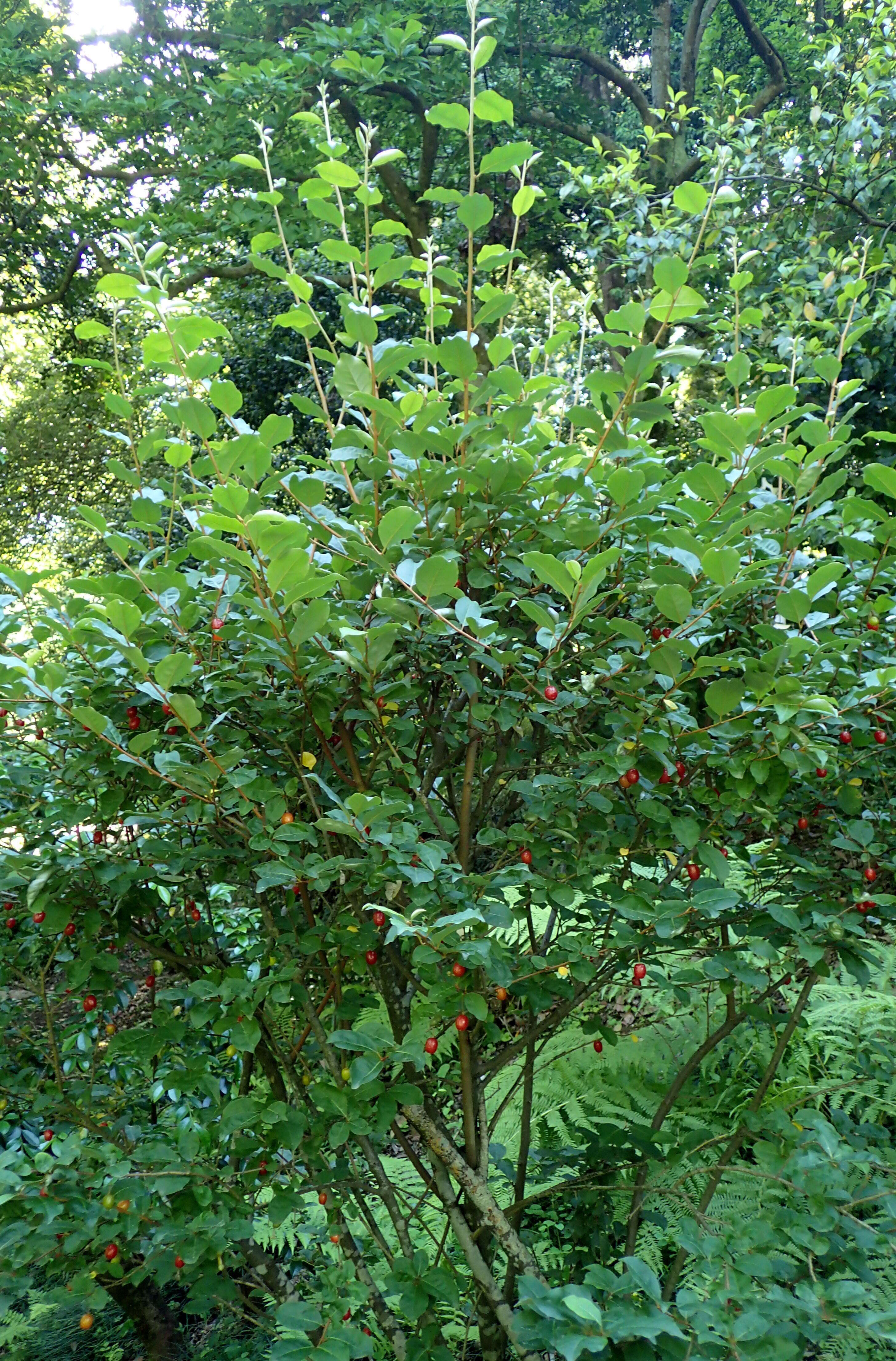 Image of cherry silverberry