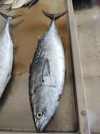 Image of Atlantic Little Tuna