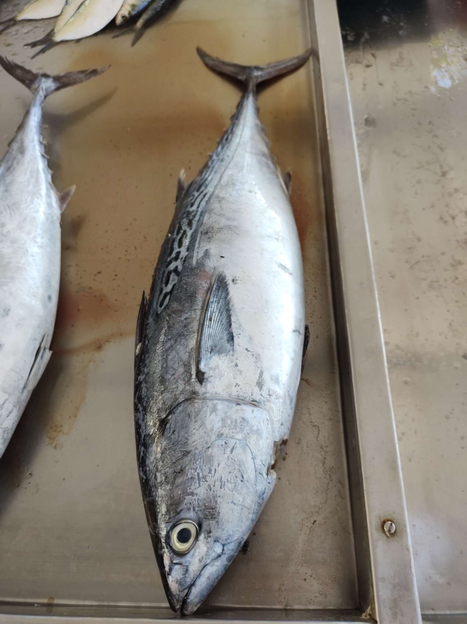 Image of Atlantic Little Tuna