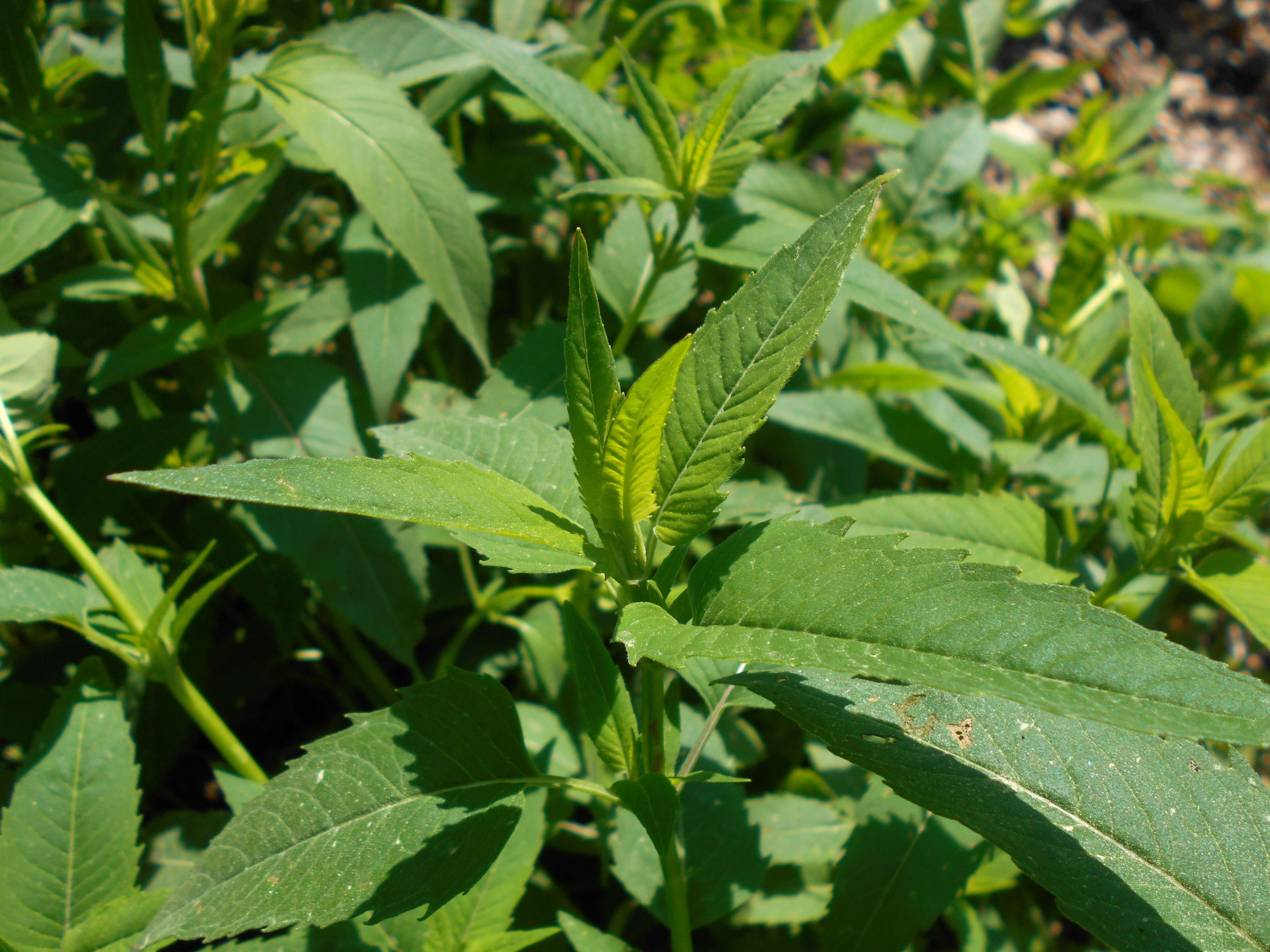 Image of wild bergamot