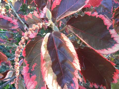 Image de Acalypha wilkesiana Müll. Arg.