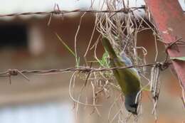 Image of Grey-headed Oliveback