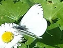 Image of Margined White