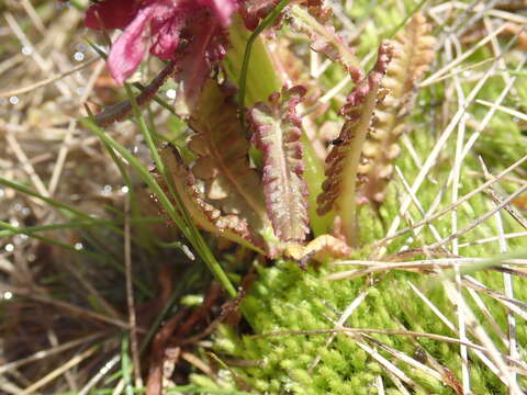 Imagem de Pedicularis olympica Boiss.