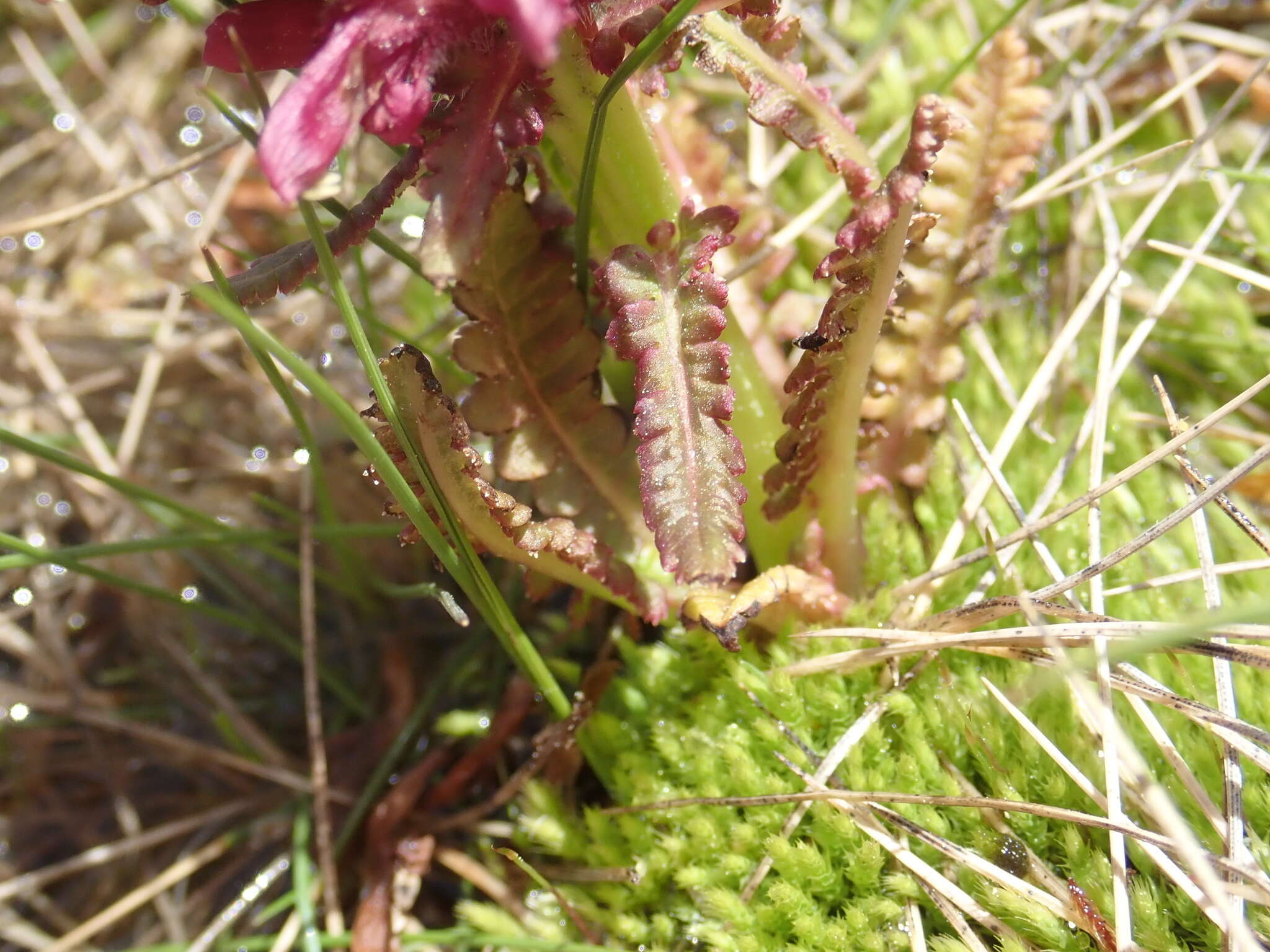 Image of Pedicularis olympica Boiss.