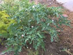 Image of Chinese thorn-apple