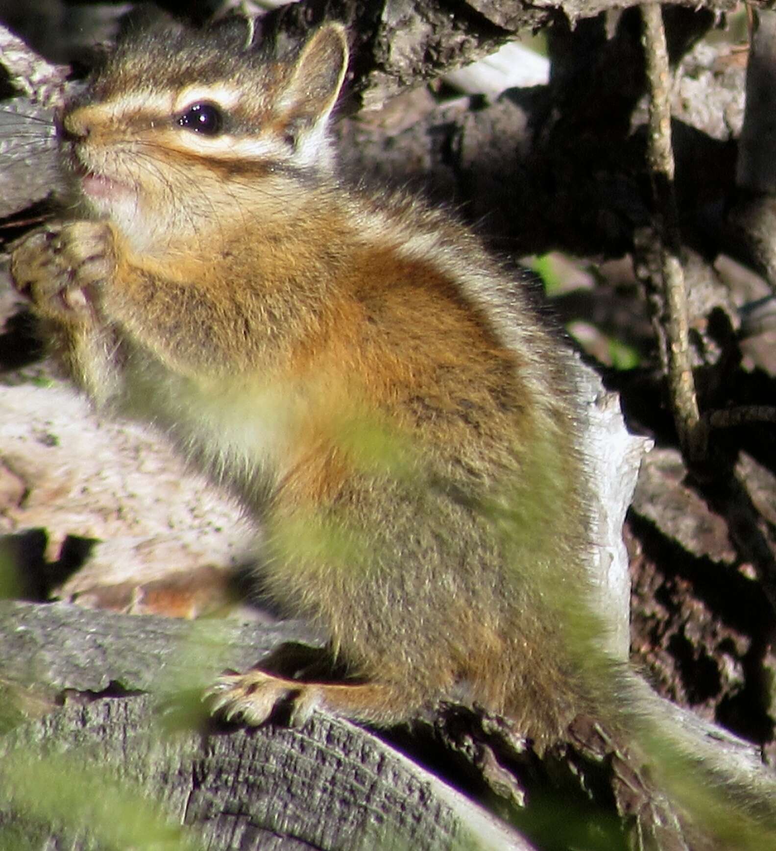 Image of Long-eared Chipmunk