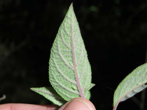 Image of Salvia nervata M. Martens & Galeotti