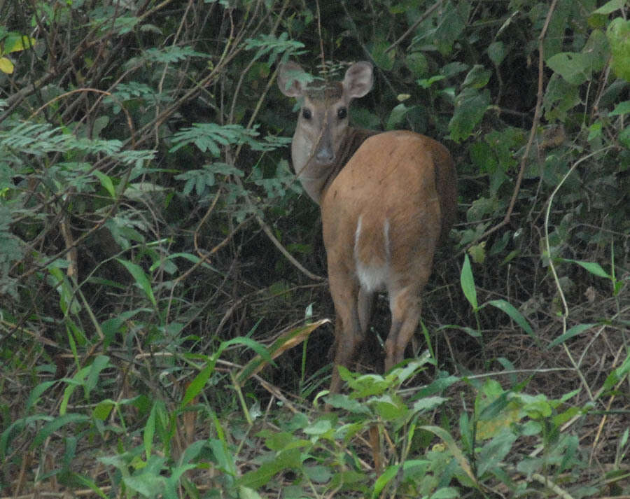 Image of South American Red Brocket