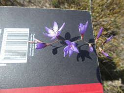 Image of Geissorhiza purpurascens Goldblatt