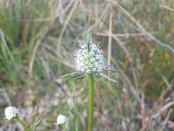 Image of Eryngium pinnatifidum Bunge