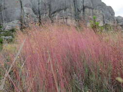 Imagem de Panicum spergulifolium A. Camus