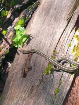 Image of Thamnophis errans H. M. Smith 1942