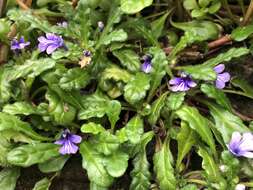 Слика од Ajuga pygmaea A. Gray