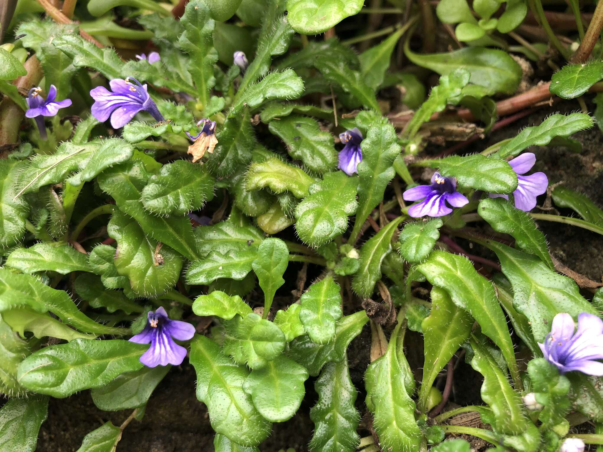 Слика од Ajuga pygmaea A. Gray